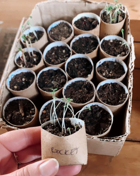 Start your seeds in empty toilet rolls!